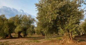 allevamento olivo